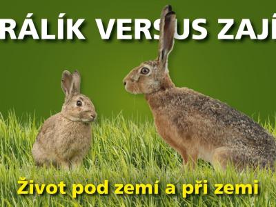 Králík versus zajíc