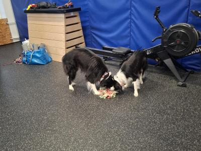 Pes Karel a Kájinka