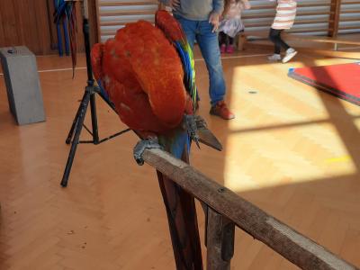 Parádní vystoupení papoušků.