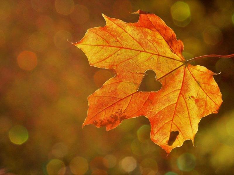 Týden 24. - 25.10.
