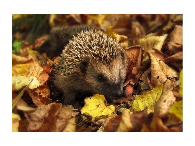 Týdenní plán 10.11. - 14.11.