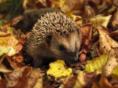 Týdenní plán 10.11. - 14.11.